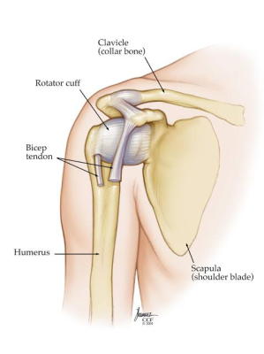 shoulder dislocation treatment